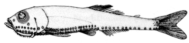 Vinciguerria attenuata_01.jpg